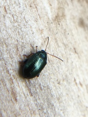 Crepidodera aurea
