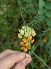 Lathyrus sulphureus