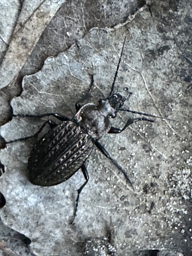 Granulated Ground Beetle photo 5