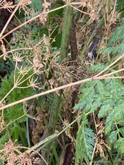 Conium maculatum