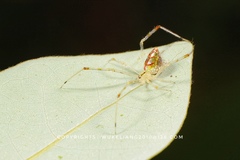 Thwaitesia margaritifera