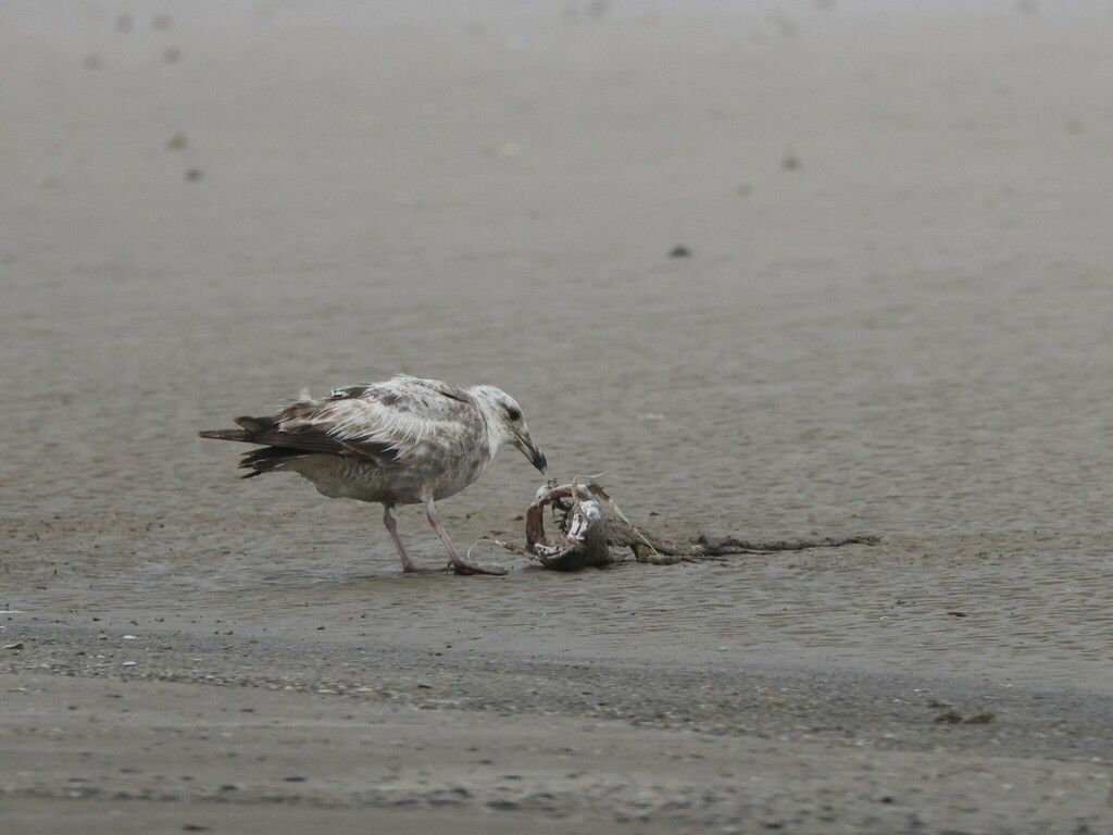 Herring Gull from Bolivar Peninsula, TX, USA on April 21, 2024 at 10:59 ...