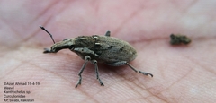Xanthochelus