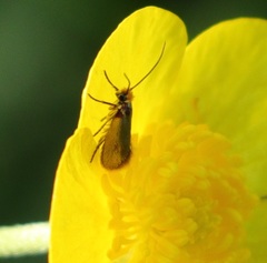 Micropterix calthella