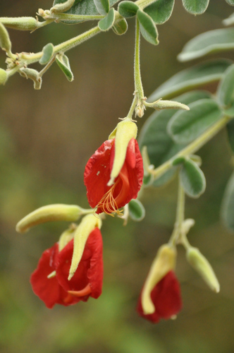 Harpalyce brasiliana, 2012-07-09