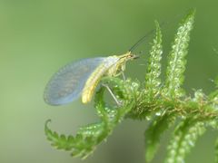 Hypochrysa elegans