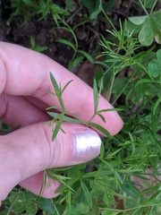 Polypremum procumbens