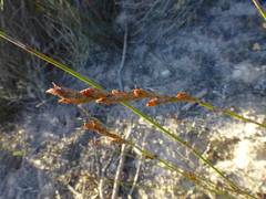 Restio sieberi
