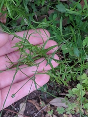 Polypremum procumbens