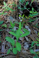 Verbena carnea