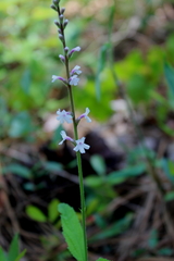 Verbena carnea