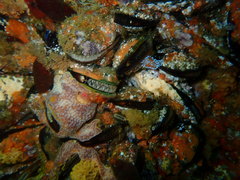 Choromytilus meridionalis