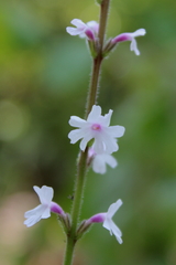 Verbena carnea
