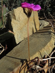 Oxalis strigosa
