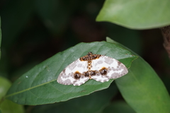 Abraxas amicula-illuminata