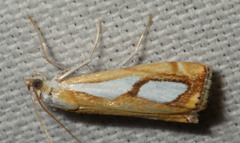 Catoptria pinella