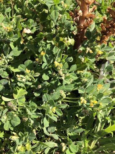 Medicago truncatula iNat (2)