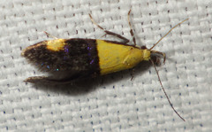 Oecophora bractella