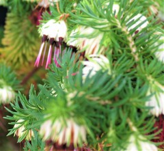 Erica recurvata