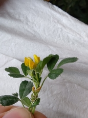 Medicago rigidula