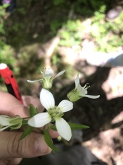 Cardamine diphylla