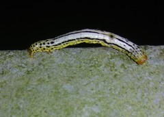 Chiasmia ozararia