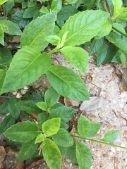 Gynura procumbens
