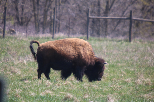 American bison