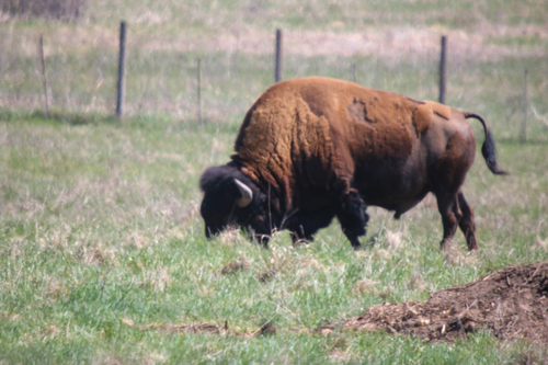 American bison