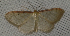 Idaea humiliata