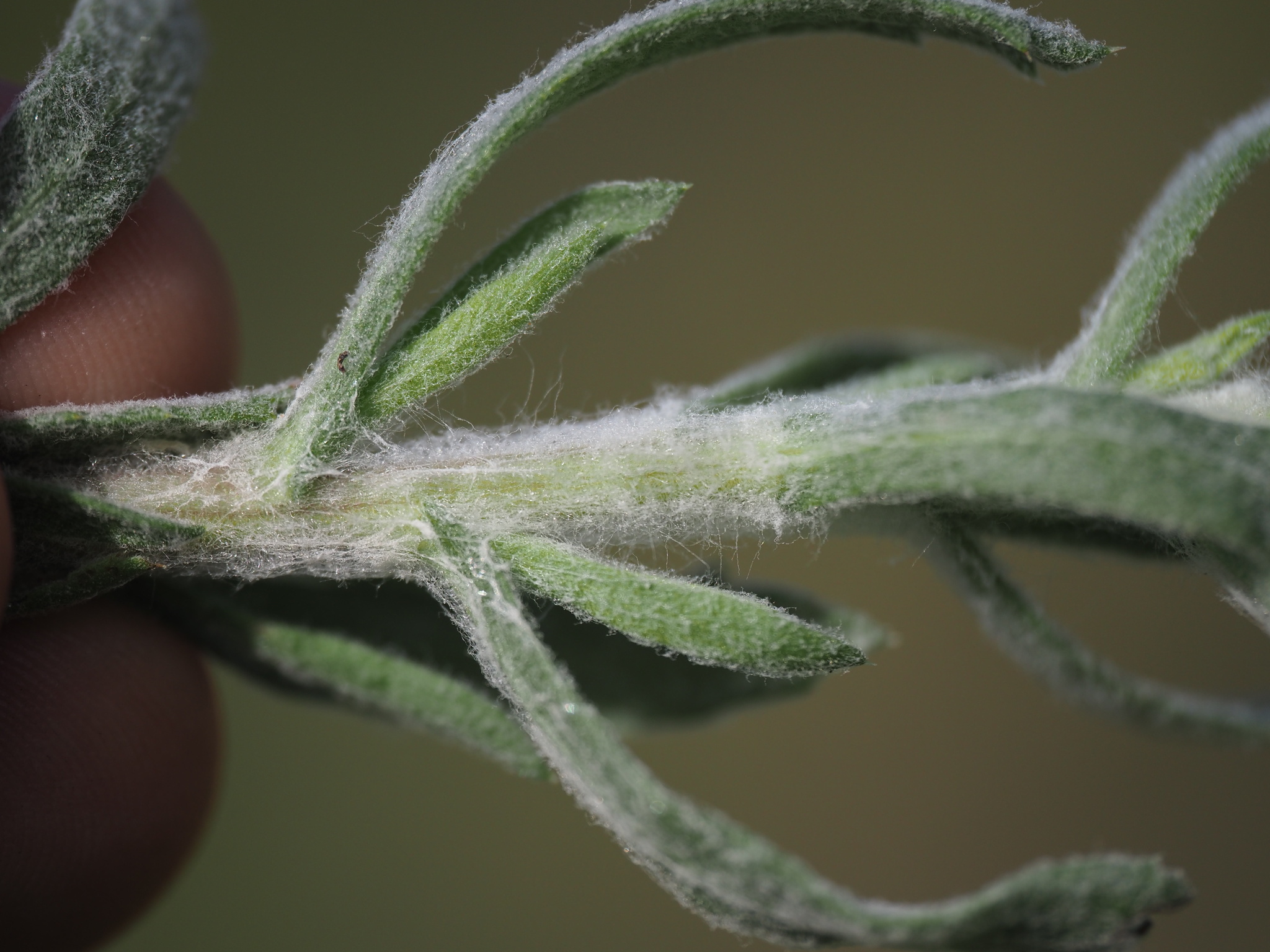 Isocoma menziesii var. decumbens