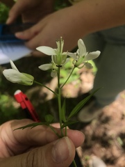 Cardamine diphylla