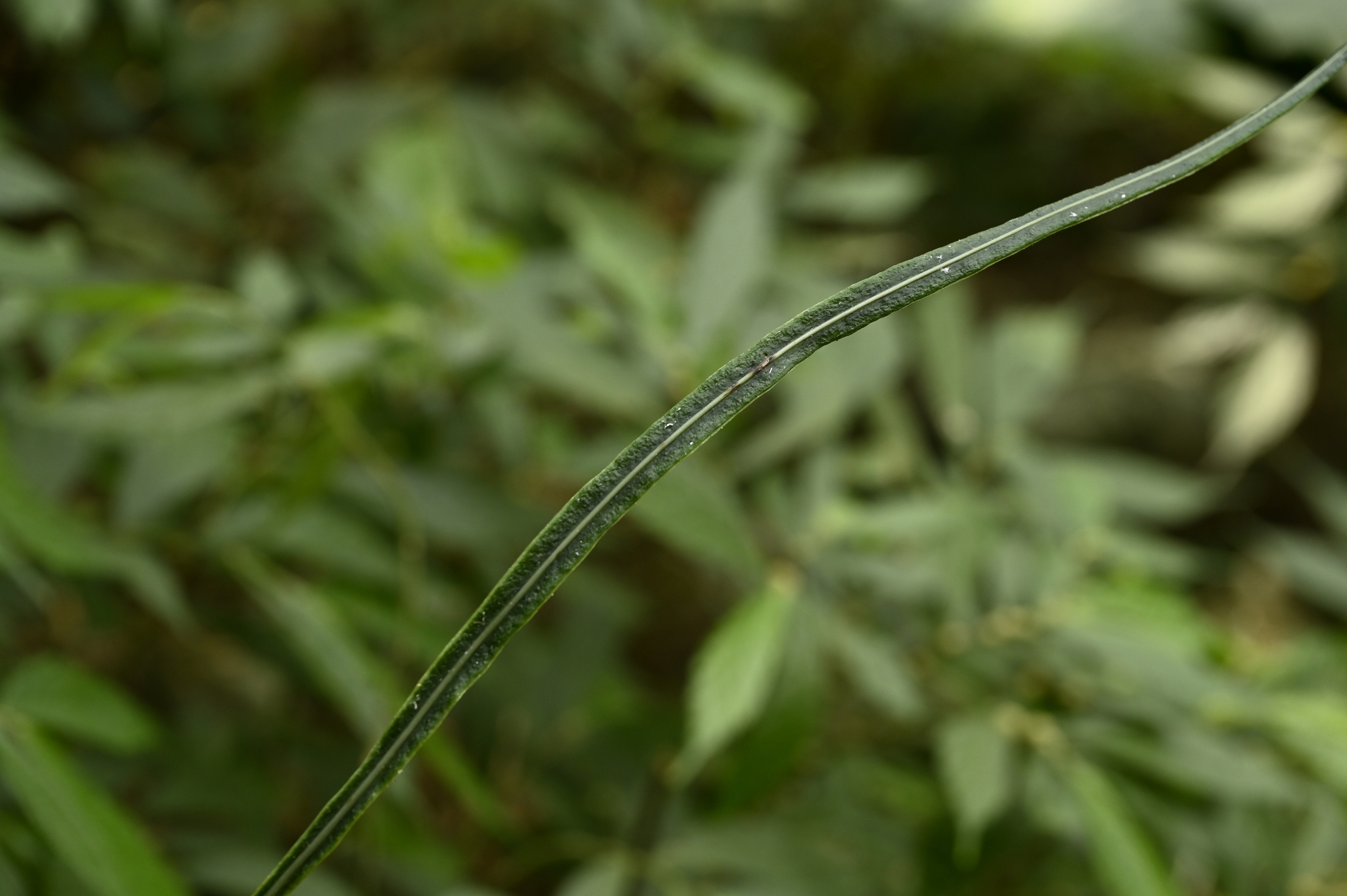 Leptochilus decurrens
