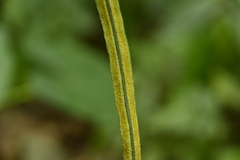 Leptochilus decurrens, photograph (c) 曾昱承 Yu-Cheng Zeng, some rights reserved (CC BY)