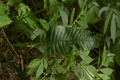 Leptochilus decurrens, photograph (c) 曾昱承 Yu-Cheng Zeng, some rights reserved (CC BY)