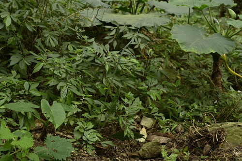 Leptochilus decurrens, photograph 4