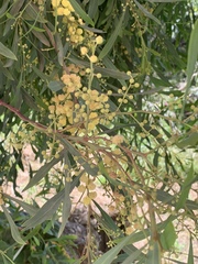 Acacia