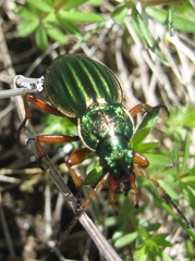 Carabus auratus