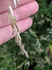 Melica nitens