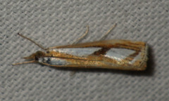 Catoptria