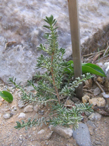 Thyme-leaved Rockrose