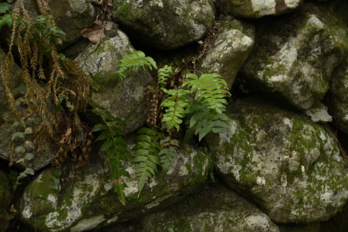 Image of Polystichum lepidocaulon by (c) 曾昱承 Yu-Cheng Zeng, some rights reserved (CC BY)