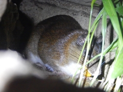 Boyaca Spiny Rat photo 3