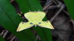 Corymica arnearia