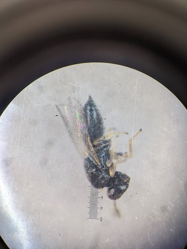 Rileya cecidomyiae