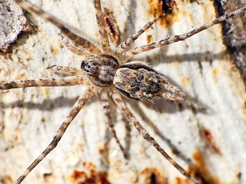 Typical Two-tailed Spiders