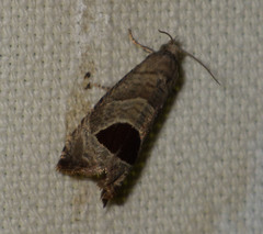 Notocelia uddmanniana