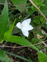 Zephyranthes drummondii