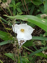 Zephyranthes drummondii