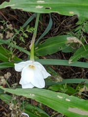 Zephyranthes drummondii